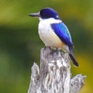 Todiramphus macleayii at Alloway, QLD - 7 Aug 2020