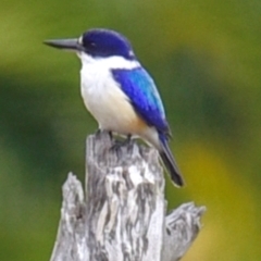 Todiramphus macleayii at Alloway, QLD - 7 Aug 2020