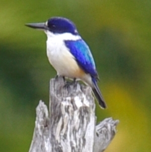 Todiramphus macleayii at Alloway, QLD - 7 Aug 2020