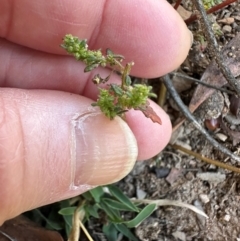 Dysphania pumilio (Small Crumbweed) at Aranda Bushland - 23 Apr 2024 by lbradley