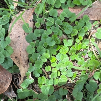 Dichondra repens (Kidney Weed) at Yarralumla, ACT - 2 Jan 2024 by lbradley