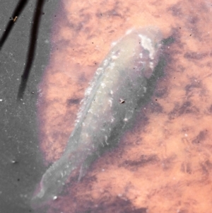 Unidentified Carp at suppressed by Petesteamer