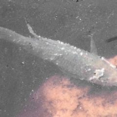 Unverified at suppressed - suppressed