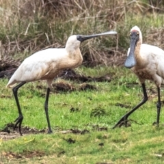 Platalea regia (Royal Spoonbill) at Alloway, QLD - 7 Aug 2020 by Petesteamer