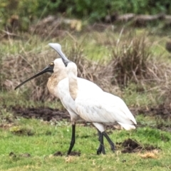 Platalea regia at Alloway, QLD - 7 Aug 2020 01:33 PM