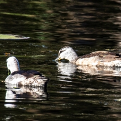 Nettapus coromandelianus (Cotton Pygmy-Goose) at Bundaberg South, QLD - 11 Aug 2020 by Petesteamer