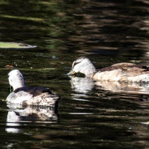 Nettapus coromandelianus (Cotton Pygmy-Goose) at Bundaberg South, QLD by Petesteamer