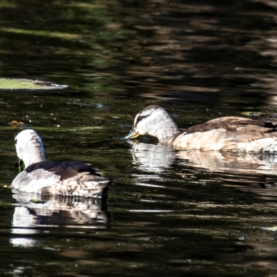Unidentified Waterfowl (Duck, Goose, Swan) at Bundaberg South, QLD - 11 Aug 2020 by Petesteamer