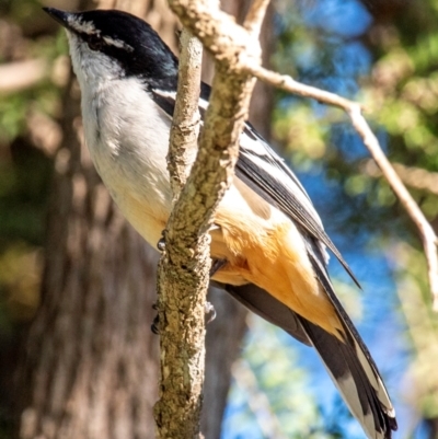 Lalage leucomela (Varied Triller) at Mon Repos, QLD - 11 Aug 2020 by Petesteamer