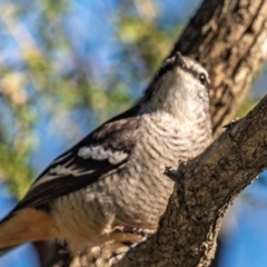 Lalage leucomela at Mon Repos, QLD - 11 Aug 2020 06:31 PM