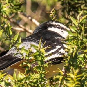 Lalage leucomela at Mon Repos, QLD - 11 Aug 2020