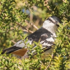 Lalage leucomela at Mon Repos, QLD - 11 Aug 2020 06:31 PM