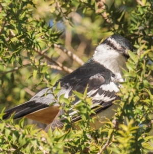 Lalage leucomela at Mon Repos, QLD - 11 Aug 2020