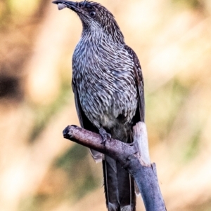 Anthochaera chrysoptera at Bundaberg West, QLD - 8 Aug 2020