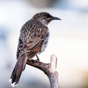 Anthochaera chrysoptera at Bundaberg West, QLD - 8 Aug 2020