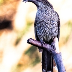 Anthochaera chrysoptera at Bundaberg West, QLD - 8 Aug 2020