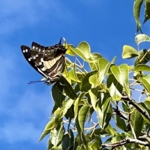 Charaxes sempronius at Mount Majura - 23 Apr 2024 01:29 PM