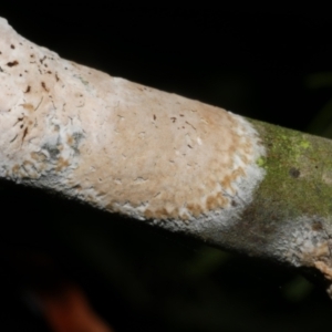 Septobasidium sp. at WendyM's farm at Freshwater Ck. - 31 Jan 2024