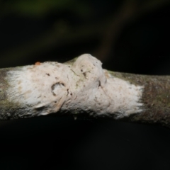 Septobasidium sp. at WendyM's farm at Freshwater Ck. - 31 Jan 2024