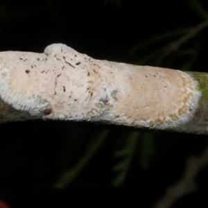 Septobasidium sp. at WendyM's farm at Freshwater Ck. - 31 Jan 2024