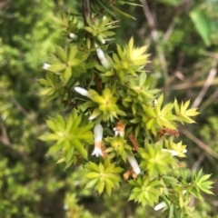 Leucopogon juniperinus (Long Flower Beard-Heath) at Mimosa Rocks National Park - 16 Apr 2024 by RojanJareem