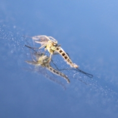 Unidentified Crane fly, midge, mosquito or gnat (several families) at Fyshwick, ACT - 23 Apr 2024 by RodDeb