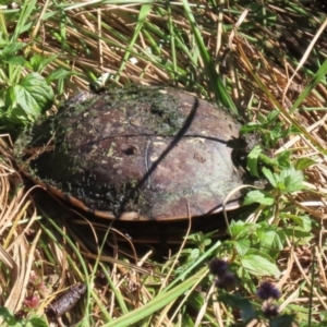 Chelodina longicollis at suppressed by RodDeb