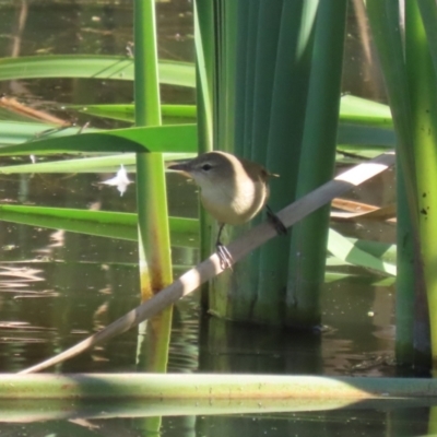 Acrocephalus australis (Australian Reed-Warbler) at Fyshwick, ACT - 23 Apr 2024 by RodDeb