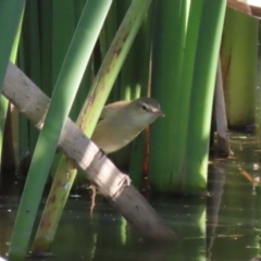 Acrocephalus australis at Jerrabomberra Wetlands - 23 Apr 2024