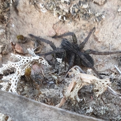 Unidentified Other hunting spider at Yass River, NSW - 23 Apr 2024 by SenexRugosus