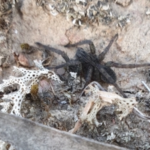 Unidentified Other hunting spider at suppressed by SenexRugosus