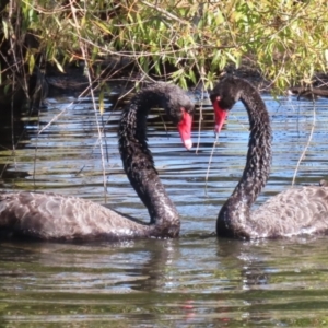 Cygnus atratus at Jerrabomberra Wetlands - 23 Apr 2024