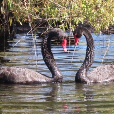 Cygnus atratus (Black Swan) at Fyshwick, ACT - 23 Apr 2024 by RodDeb