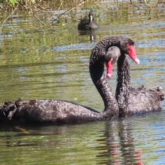 Cygnus atratus at Jerrabomberra Wetlands - 23 Apr 2024