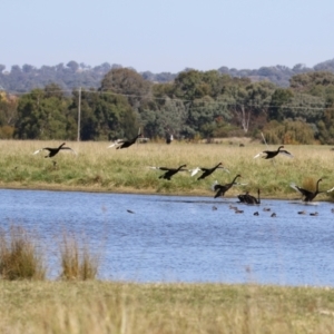 Cygnus atratus at Jerrabomberra Wetlands - 23 Apr 2024 01:23 PM