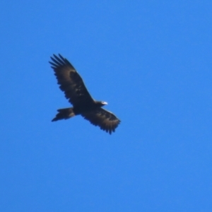Aquila audax (Wedge-tailed Eagle) at Jerrabomberra Wetlands by RodDeb