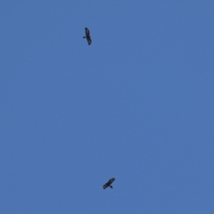 Aquila audax at Jerrabomberra Wetlands - 23 Apr 2024 11:32 AM