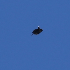 Aquila audax at Jerrabomberra Wetlands - 23 Apr 2024