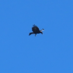 Aquila audax at Jerrabomberra Wetlands - 23 Apr 2024 11:32 AM