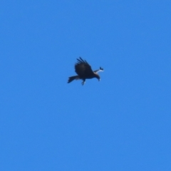 Aquila audax at Jerrabomberra Wetlands - 23 Apr 2024
