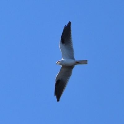 Elanus axillaris (Black-shouldered Kite) at Tahmoor, NSW - 23 Apr 2024 by Freebird