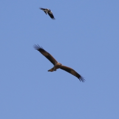 Haliastur sphenurus (Whistling Kite) at Jerrabomberra Wetlands - 23 Apr 2024 by RodDeb