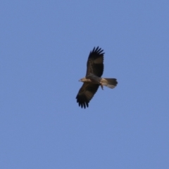 Haliastur sphenurus at Jerrabomberra Wetlands - 23 Apr 2024 12:36 PM