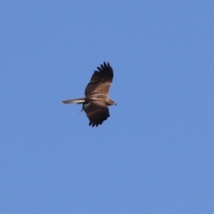 Haliastur sphenurus at Jerrabomberra Wetlands - 23 Apr 2024 12:36 PM