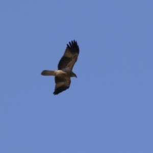 Haliastur sphenurus at Jerrabomberra Wetlands - 23 Apr 2024 12:36 PM