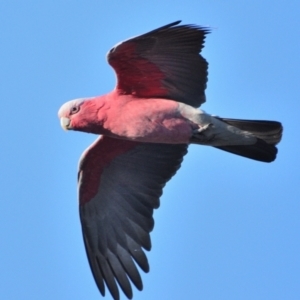 Eolophus roseicapilla at Wollondilly Local Government Area - 23 Apr 2024