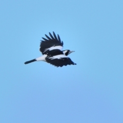 Grallina cyanoleuca (Magpie-lark) at Tahmoor, NSW - 13 Apr 2024 by Freebird