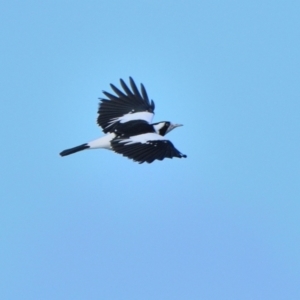 Grallina cyanoleuca (Magpie-lark) at Wollondilly Local Government Area by Freebird