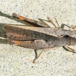 Unidentified Grasshopper, Cricket or Katydid (Orthoptera) at suppressed by WHall