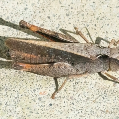 Unidentified Grasshopper, Cricket or Katydid (Orthoptera) at Googong, NSW - 16 Apr 2024 by WHall